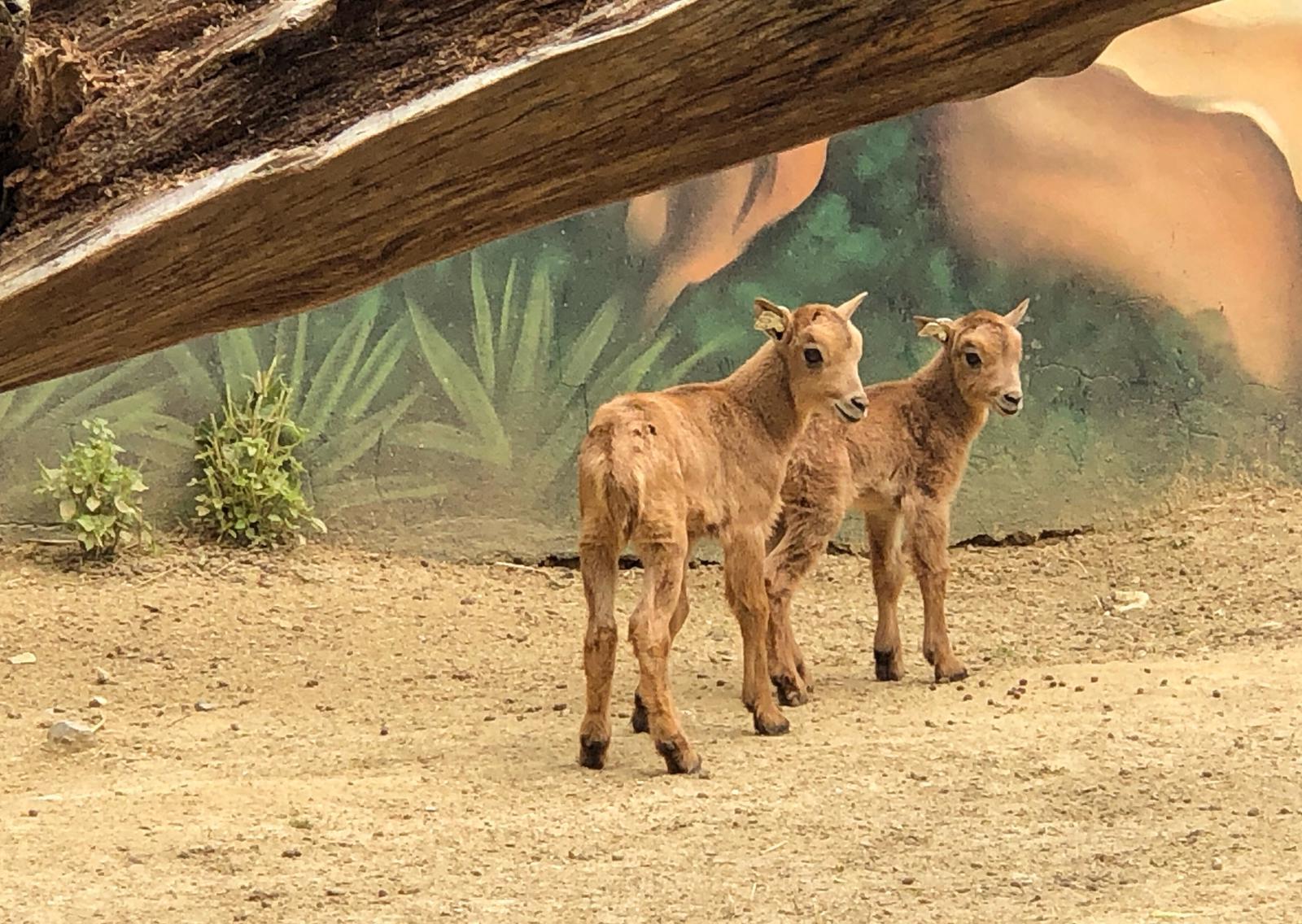 En el Zoo no se para: nacen nuevos animales y se programan actividades on-line