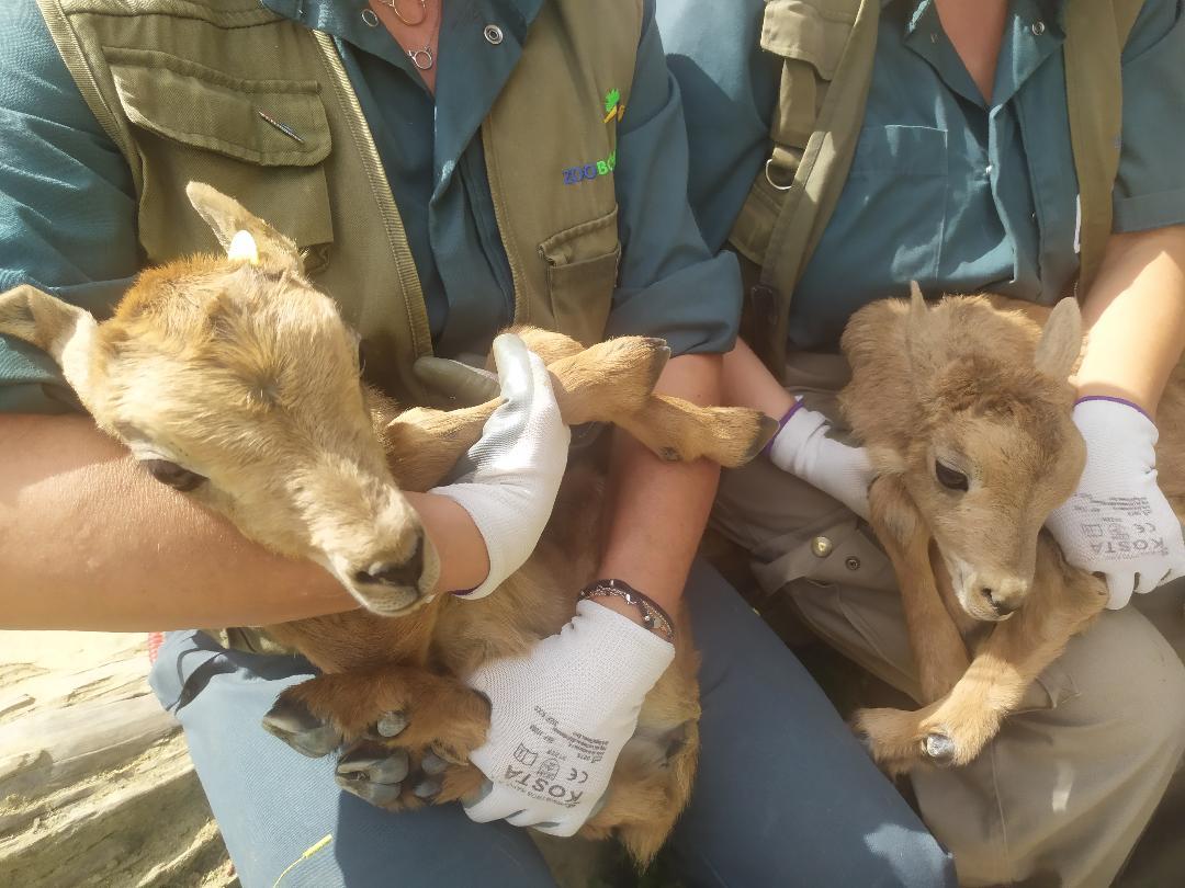 El Zoo de Jerez acoge los nacimientos de dos muflones del Atlas y la cuarta gacela dorca