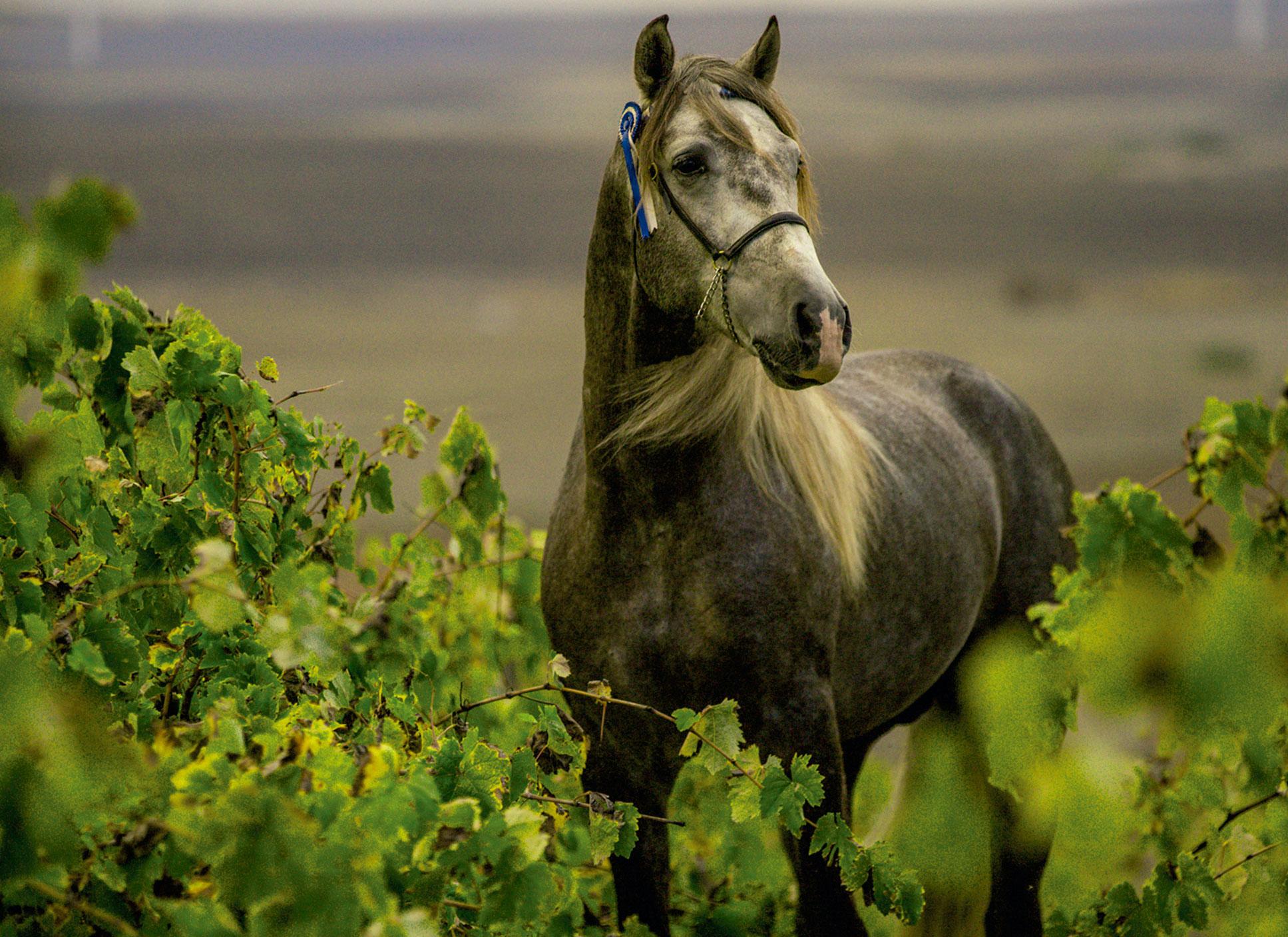 La Feria del Caballo 2021 tendrá actividades ecuestres pese a la pandemia