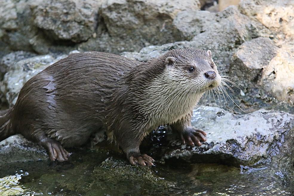 Fallece la nutria Sara, uno de los animales más emblemáticos del Zoobotánico