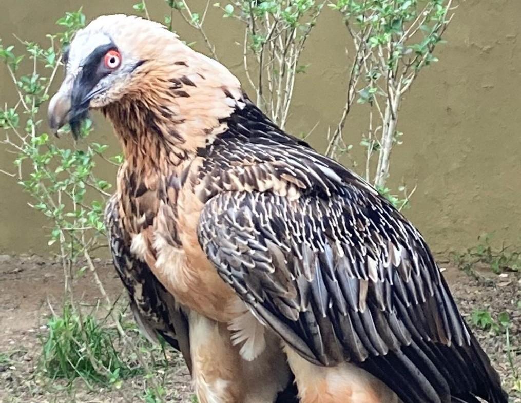 El Zoobotánico de Jerez recibe una pareja de quebrantahuesos reproductora