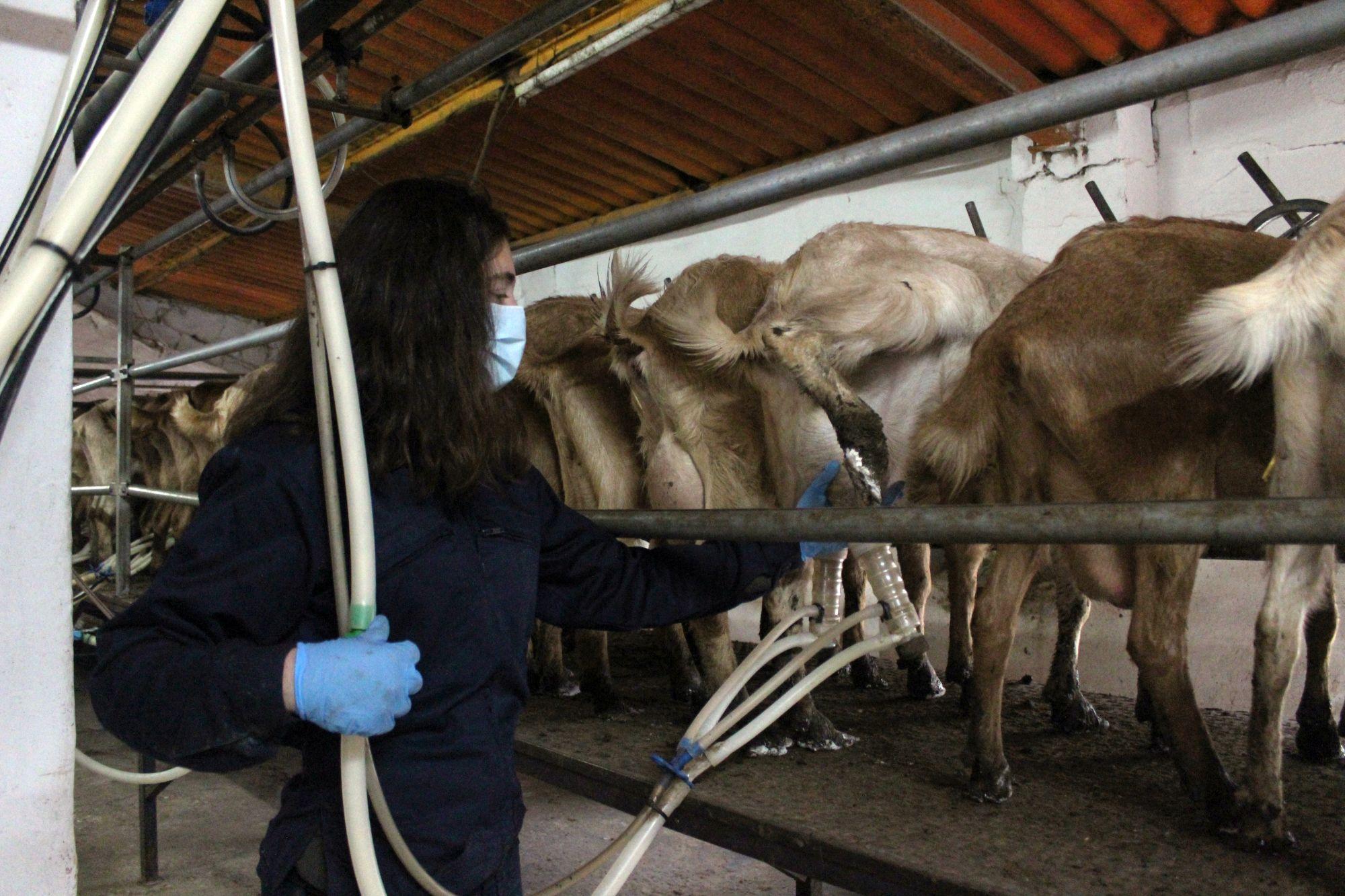 Cooperativas Agro-alimentarias de Andalucía lamenta el ninguneo del Gobierno de España a los ganaderos de leche andaluces