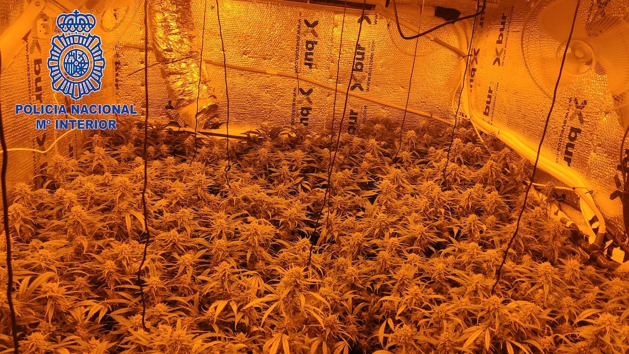 Desmantelada una plantación indoor de marihuana en la pedanía jerezana de El Torno