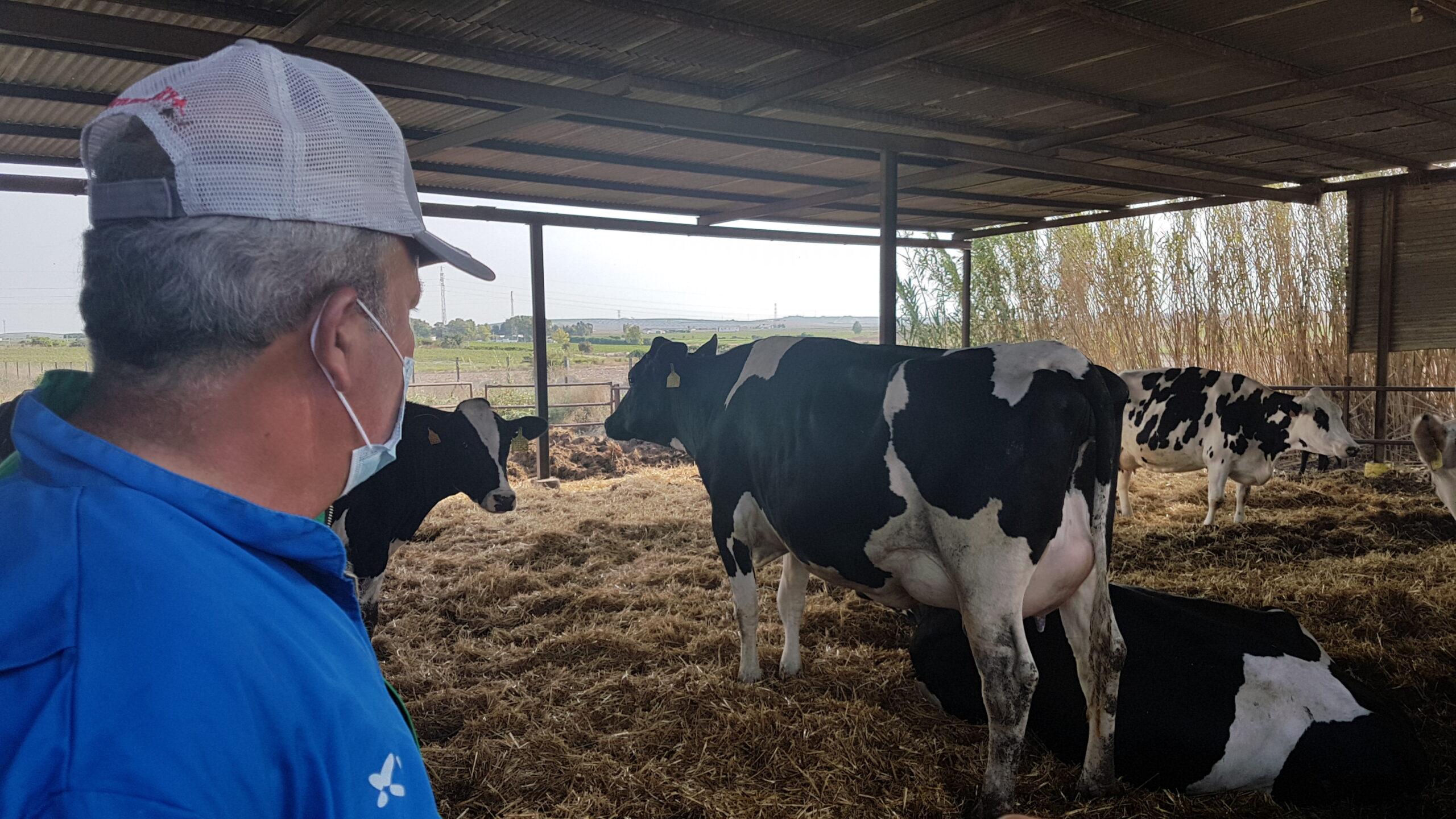 Nuevo mazazo para los ganaderos:  "Andalucía se va a quedar sin leche"