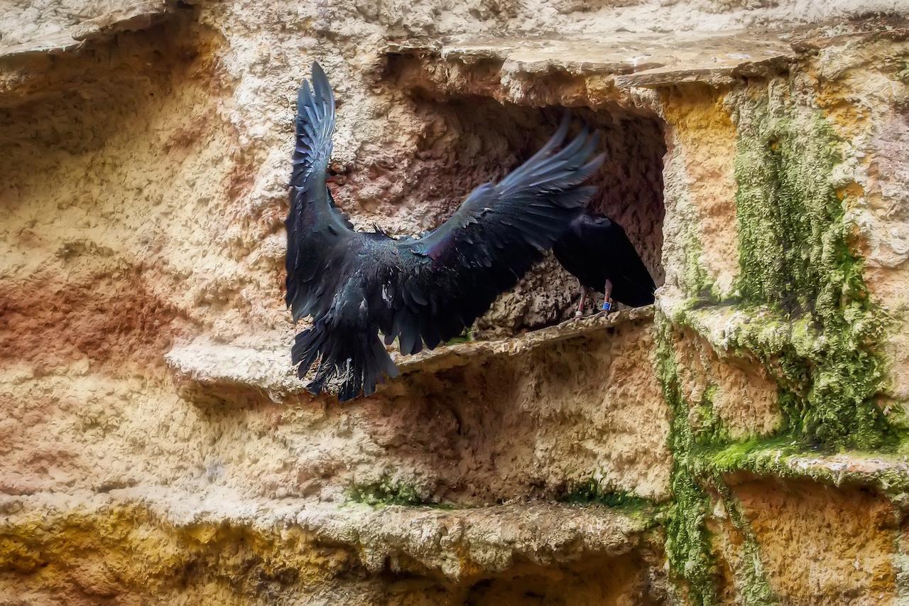 El Proyecto Eremita en el que participa el Zoo de Jerez suelta a 39 ibis de esta especie procedentes de 12 zoos europeos
