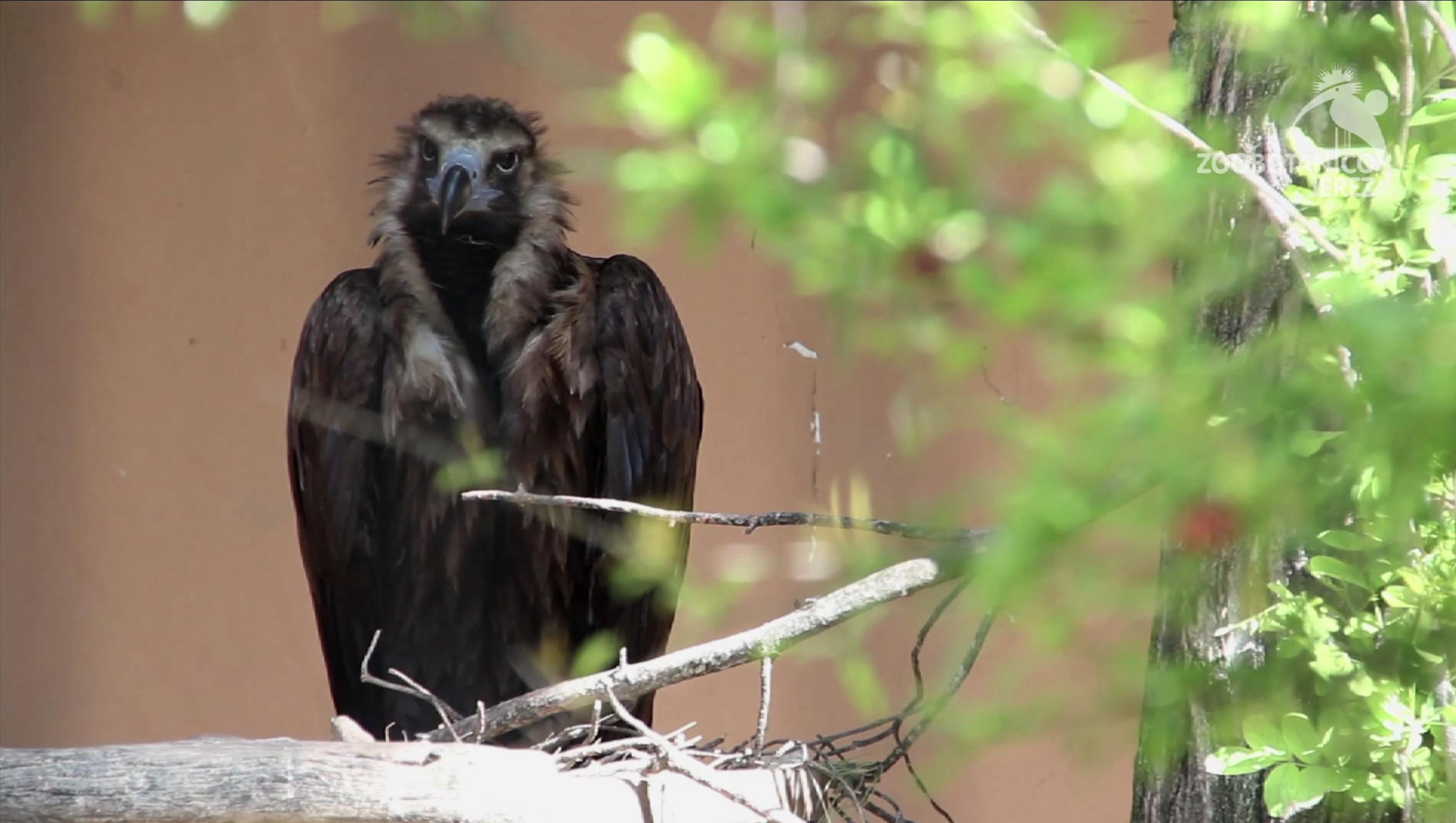 El Zoo de Jerez cierra tras la muerte de dos animales infectados con el virus del Nilo