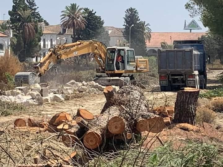 AxSí denuncia la "política arboricida" del PSOE de Mamen Sánchez