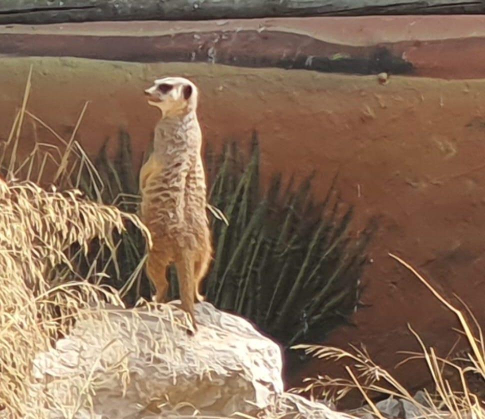 'Baby boom' de los suricatos del Zoobotánico de Jerez