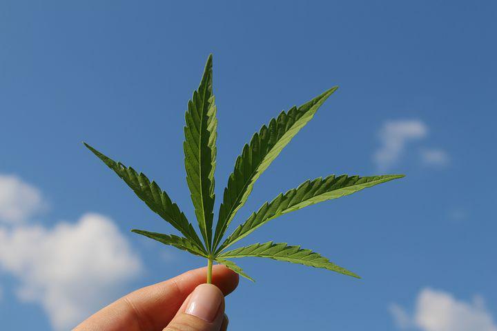 El cultivo de cannabis se convierte en una tendencia en auge