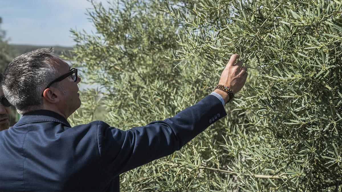 Vox exige al Gobierno de Pedro Sánchez incluir el viñedo y el olivar en las ayudas por la sequía