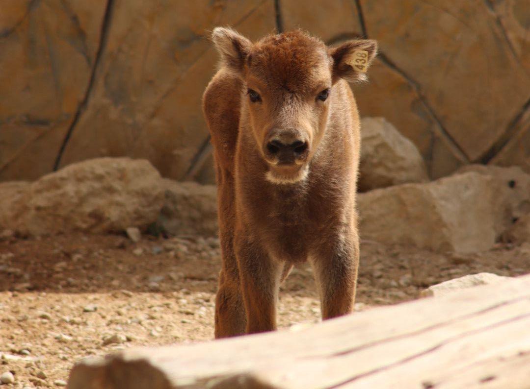 Nace una hembra de bisonte europeo en el Zoobotánico de Jerez