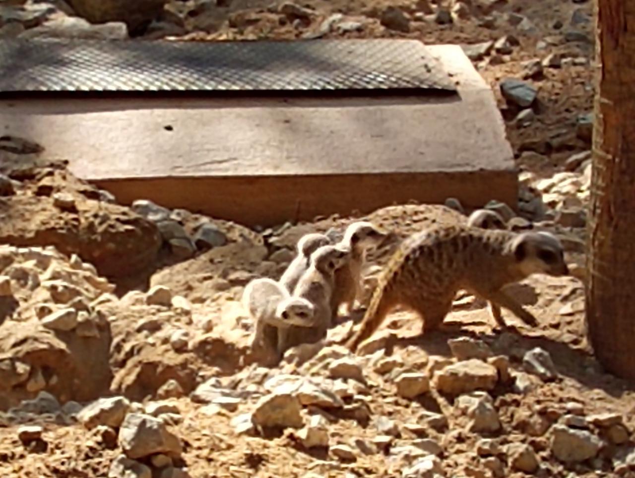 La familia de suricatos del Zoo de Jerez sigue creciendo con el nacimiento de cinco cachorros