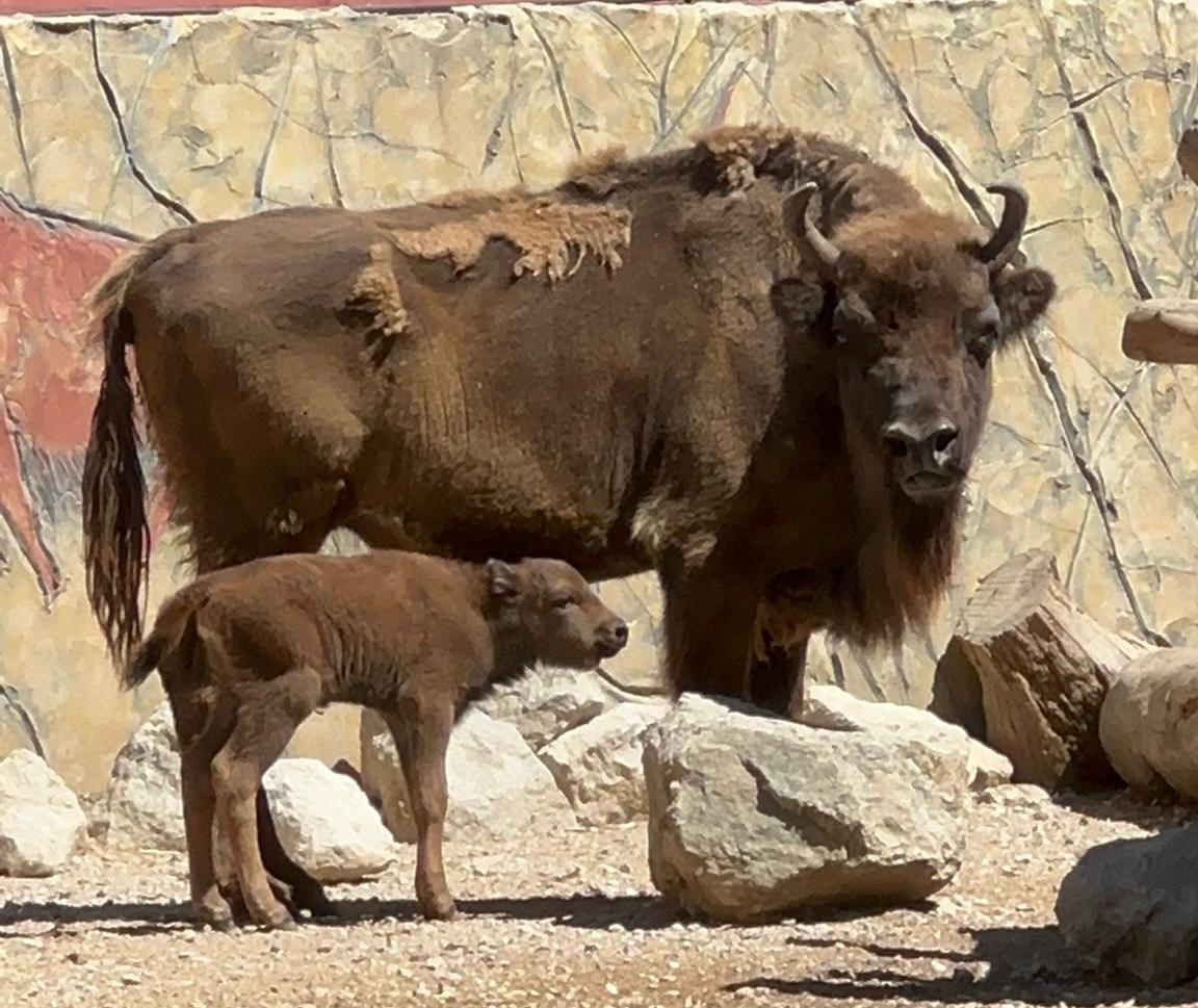 Nace una hembra de bisonte europeo en el Zoo de Jerez