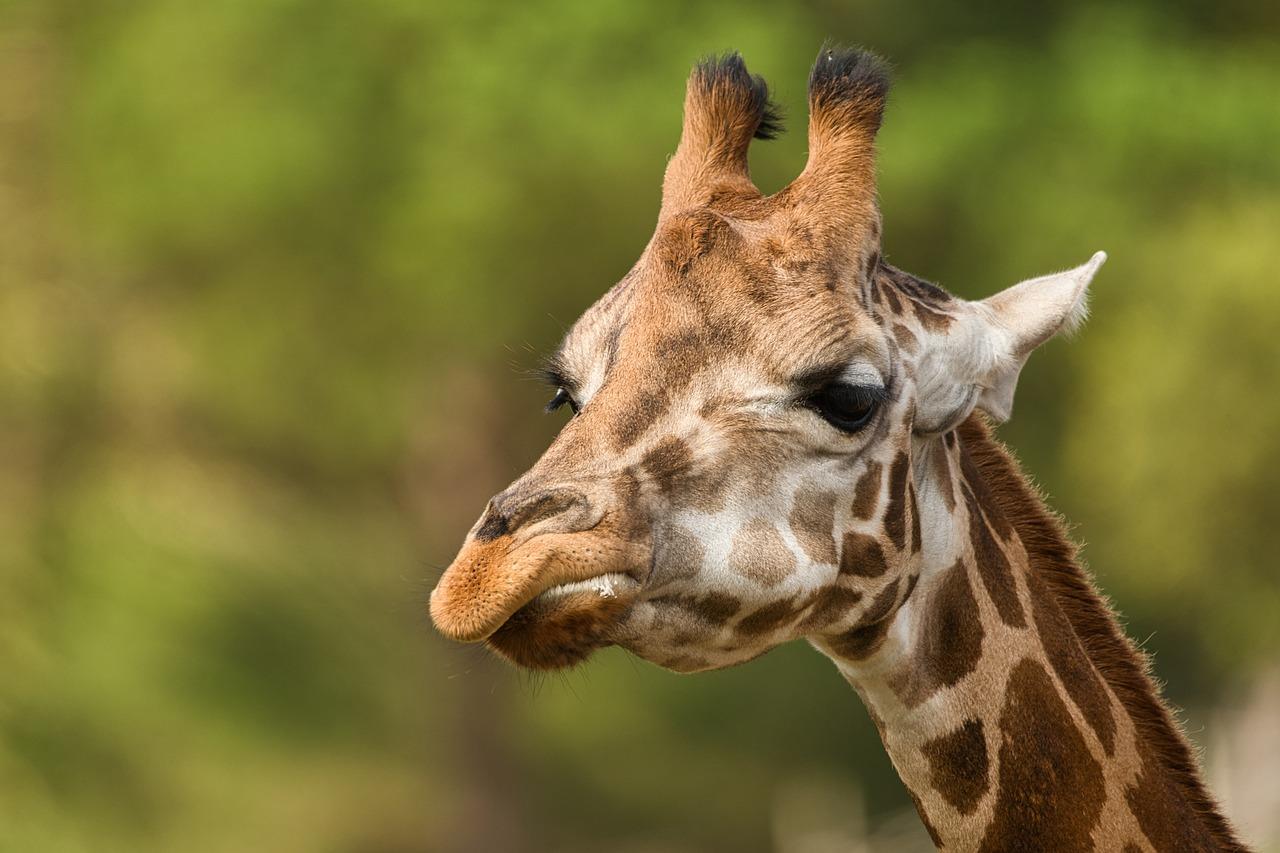 El Zoobotánico de Jerez llevará a cabo las mejoras de los apartaderos de jirafas, cebras y dromedarios