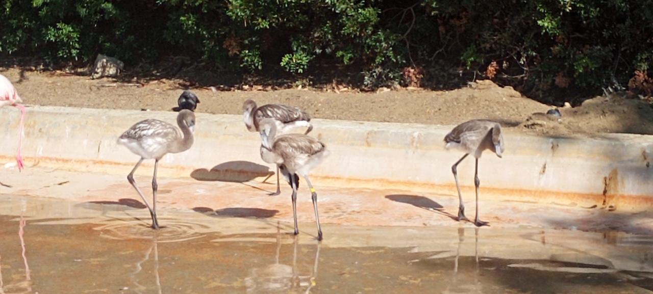 El Zoo de Jerez celebra el nacimiento de ocho espátulas y cuatro flamencos