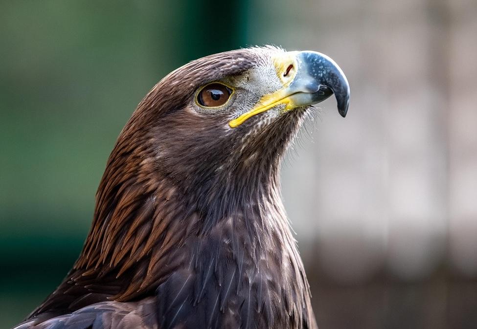 Detectado un caso del virus de la Fiebre del Nilo y otro sospechoso en el Zoo de Jerez  