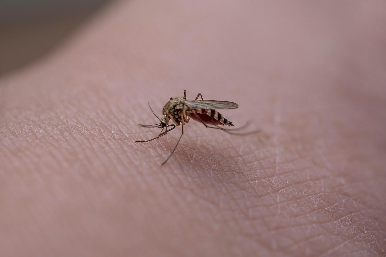 Ampliado el control, desinfección y vigilancia del 'Virus del Nilo Occidental' a todo Jerez y su ámbito rural  
