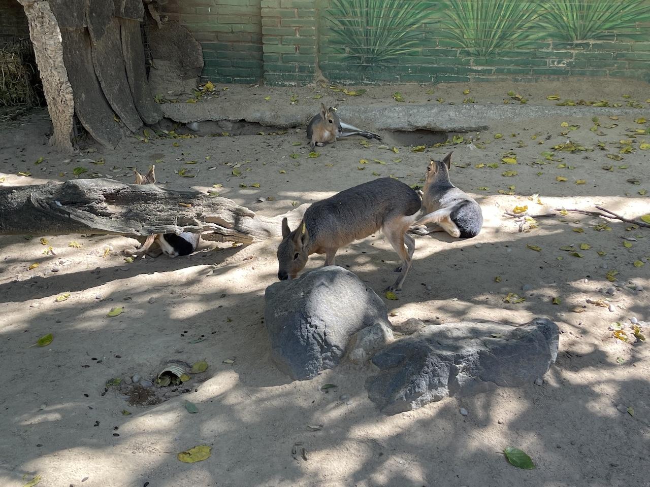Reabre el Zoobotánico de Jerez tras haber activado el protocolo por el Virus del Nilo