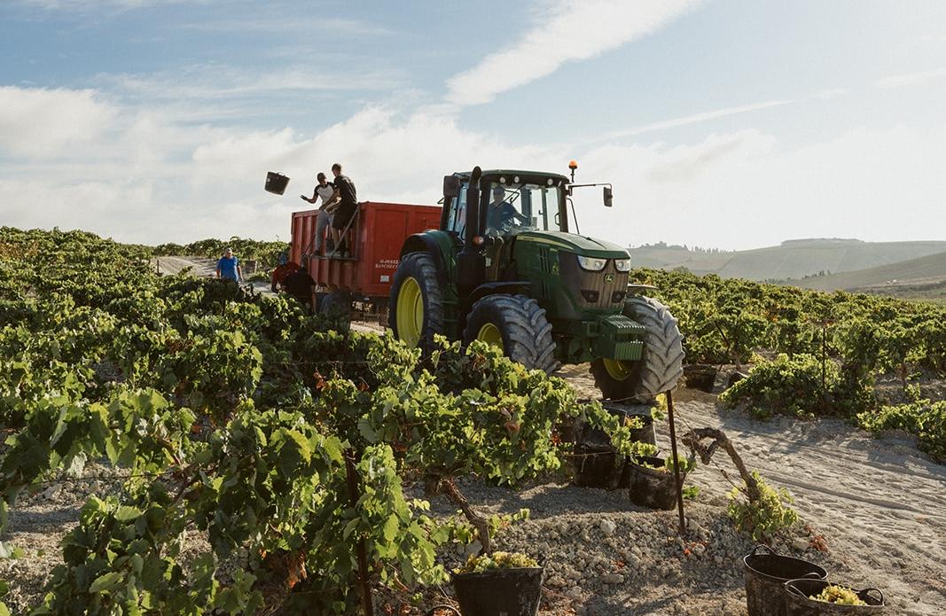 Comienza una de las vendimias más tempranas en el Marco de Jerez