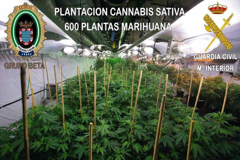 Detenidas cuatro personas en Jerez por un cultivo de marihuana valorado en 130.000 euros