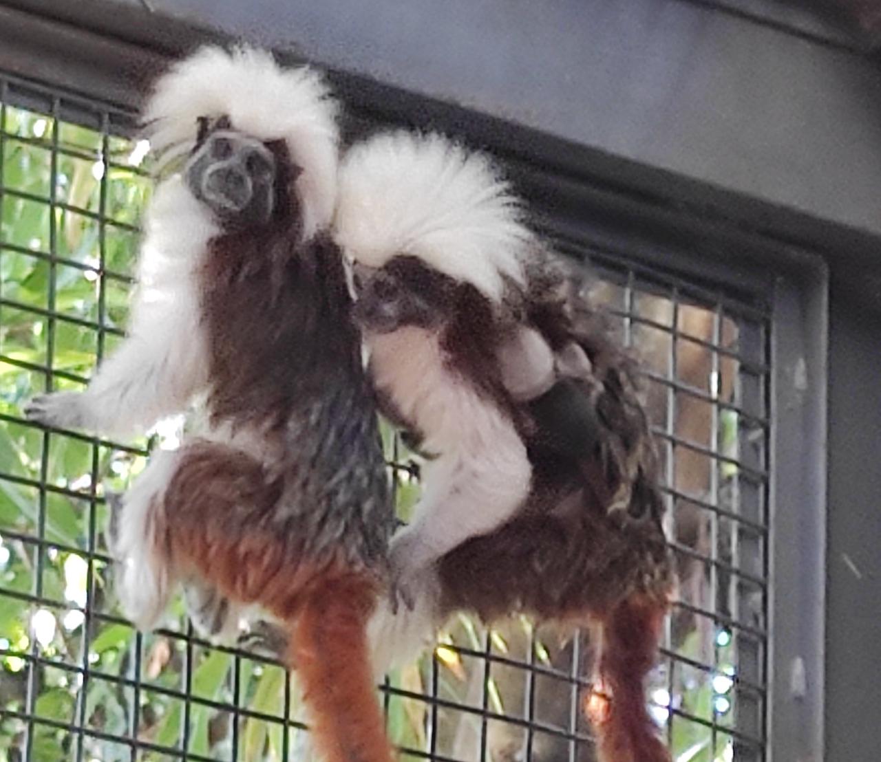 Nacen gemelos de titíes 'cabeza de algodón' en el Zoobotánico de Jerez