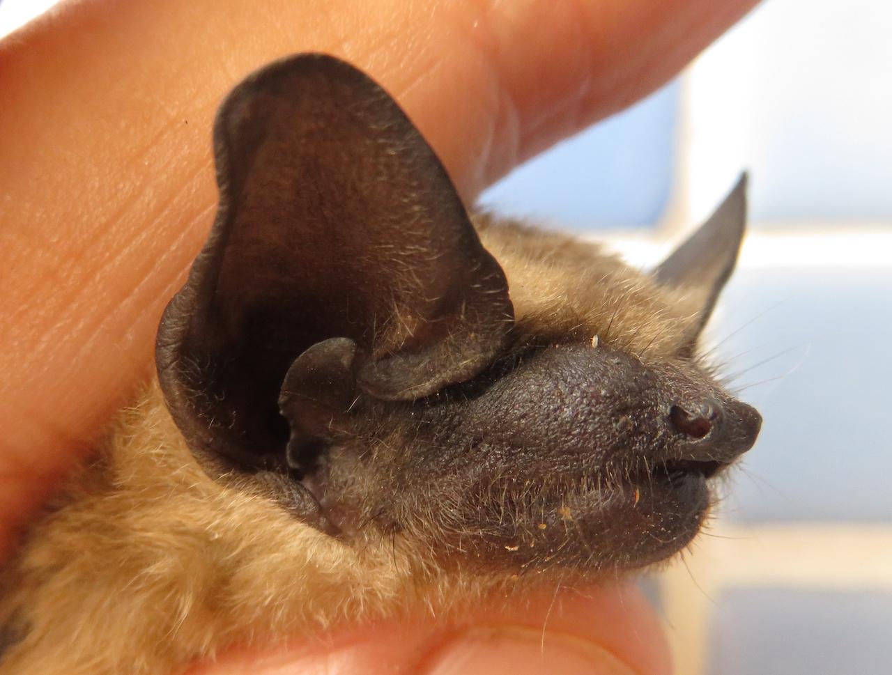 El Zoo de Jerez colabora en el seguimiento del estado sanitario de las poblaciones silvestres de murciélagos