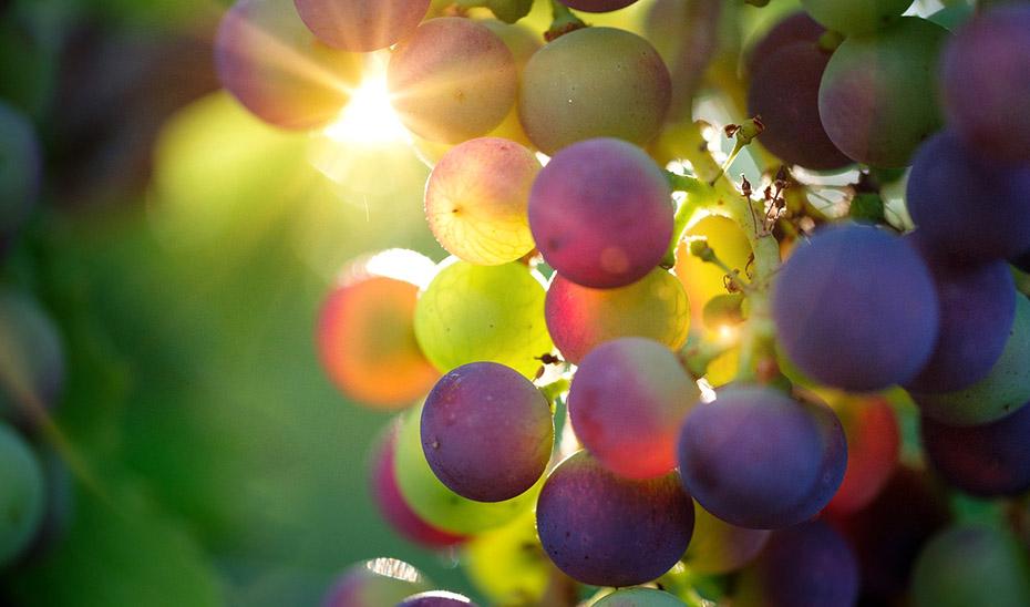 Especialistas alertan del riesgo de atragantamiento o asfixia en menores por las uvas de Nochevieja