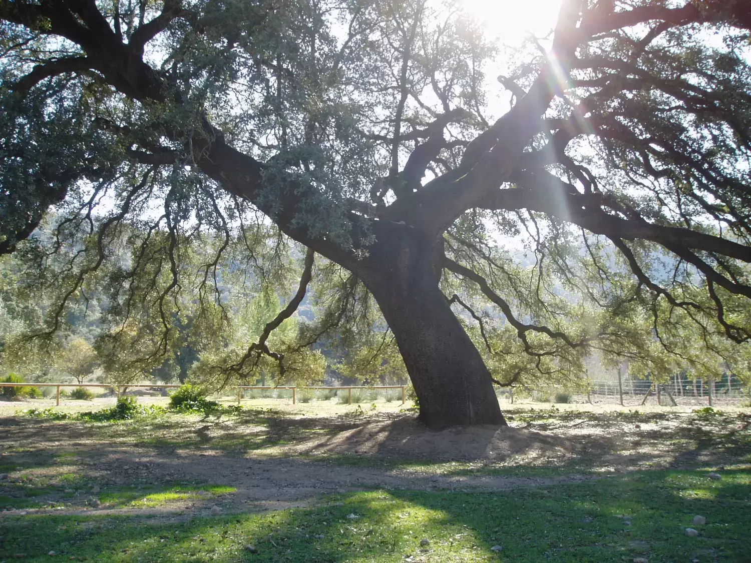 El cedro del Himalaya del Zoo de Jerez, tercer mejor Árbol del Año en España tras vencer el chaparro de La Vega de Coripe