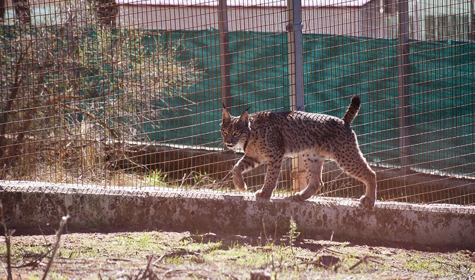 Andalucía, una historia de éxito en la conservación del lince ibérico