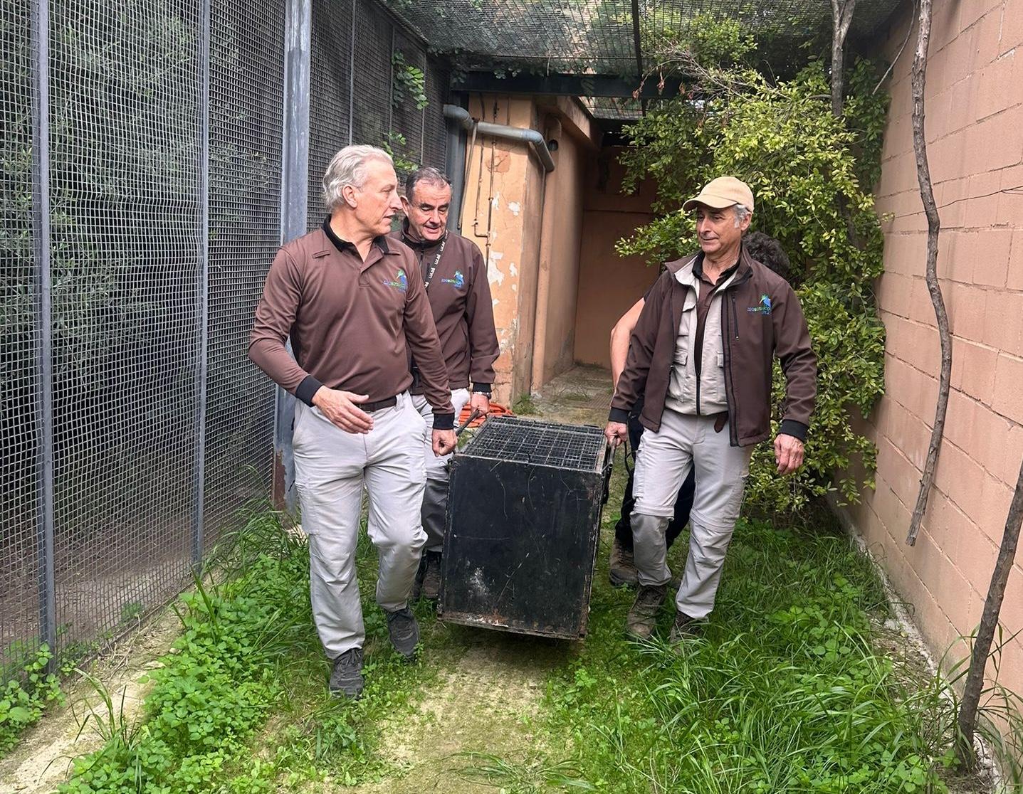 El Zoo de Jerez traslada al lince Villamartín al Centro Nacional de Reproducción del Lince Ibérico en Silves