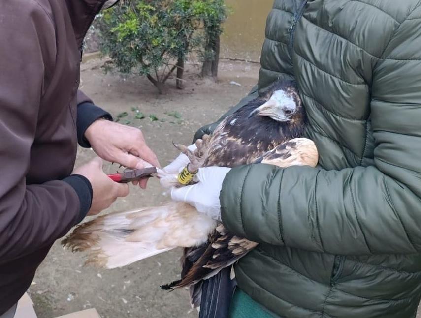 Los tres pollos de alimoche nacidos en el Zoo de Jerez serán soltados en primavera en Cazorla