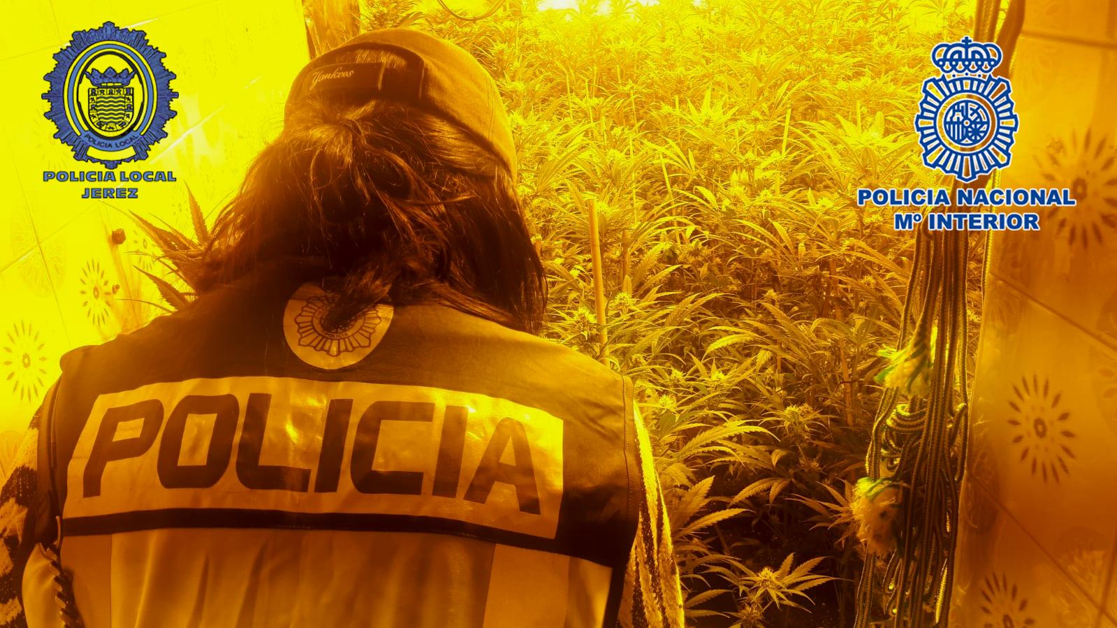 Halladas dos nuevas macroplantaciones de marihuana en Jerez