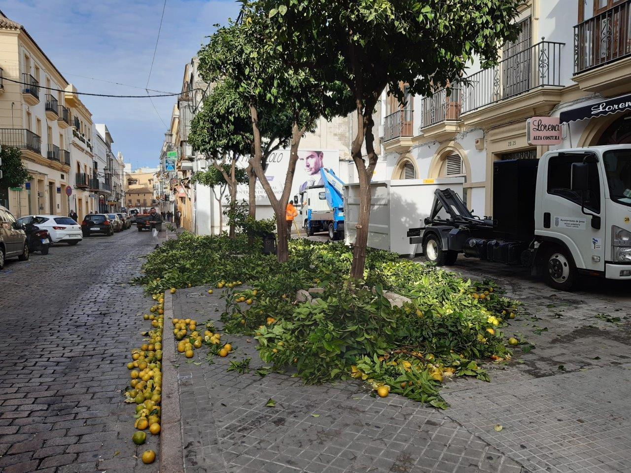 El Ayuntamiento retira 480.000 kilos de naranjas agrias para mermeladas y cosméticos