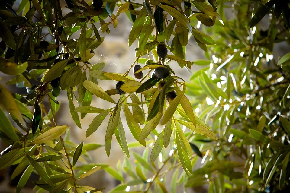 ¿Qué sistema de plantación para el olivar es el más usado en la actualidad?