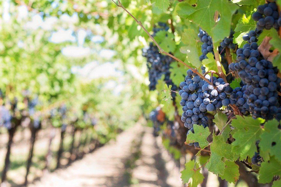 La literatura apuesta por el vino de Jerez