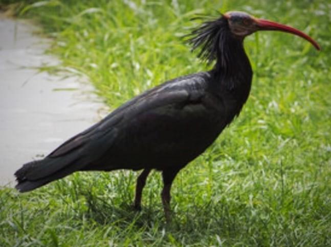 Llegan al Zoo de Jerez 17 ibis eremita para el programa de reintroducción de la especie