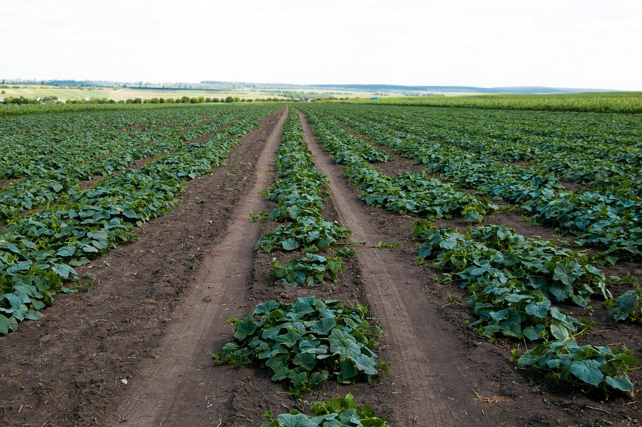 El sector agroalimentario de la provincia contará con 8,1 millones para impulsar su competitividad