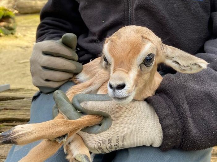 Una hembra de gacela dorca, primer nacimiento del año en el Zoobotánico de Jerez