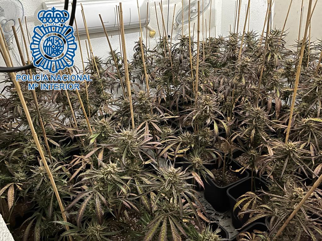 Desmantelada en Jerez una plantación de marihuana instalada en el interior de una vivienda unifamiliar