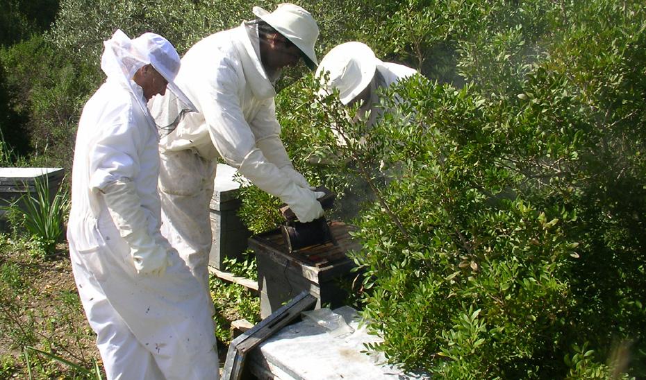 La Junta reclama una rebaja fiscal del 100% para la apicultura, gravemente afectada por la sequía