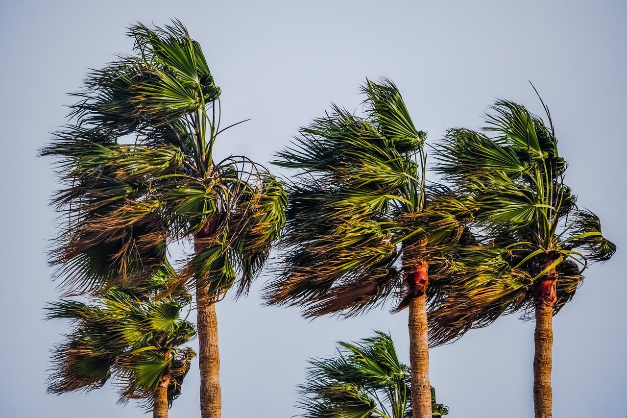 Alerta por viento durante toda la jornada del viernes en Jerez