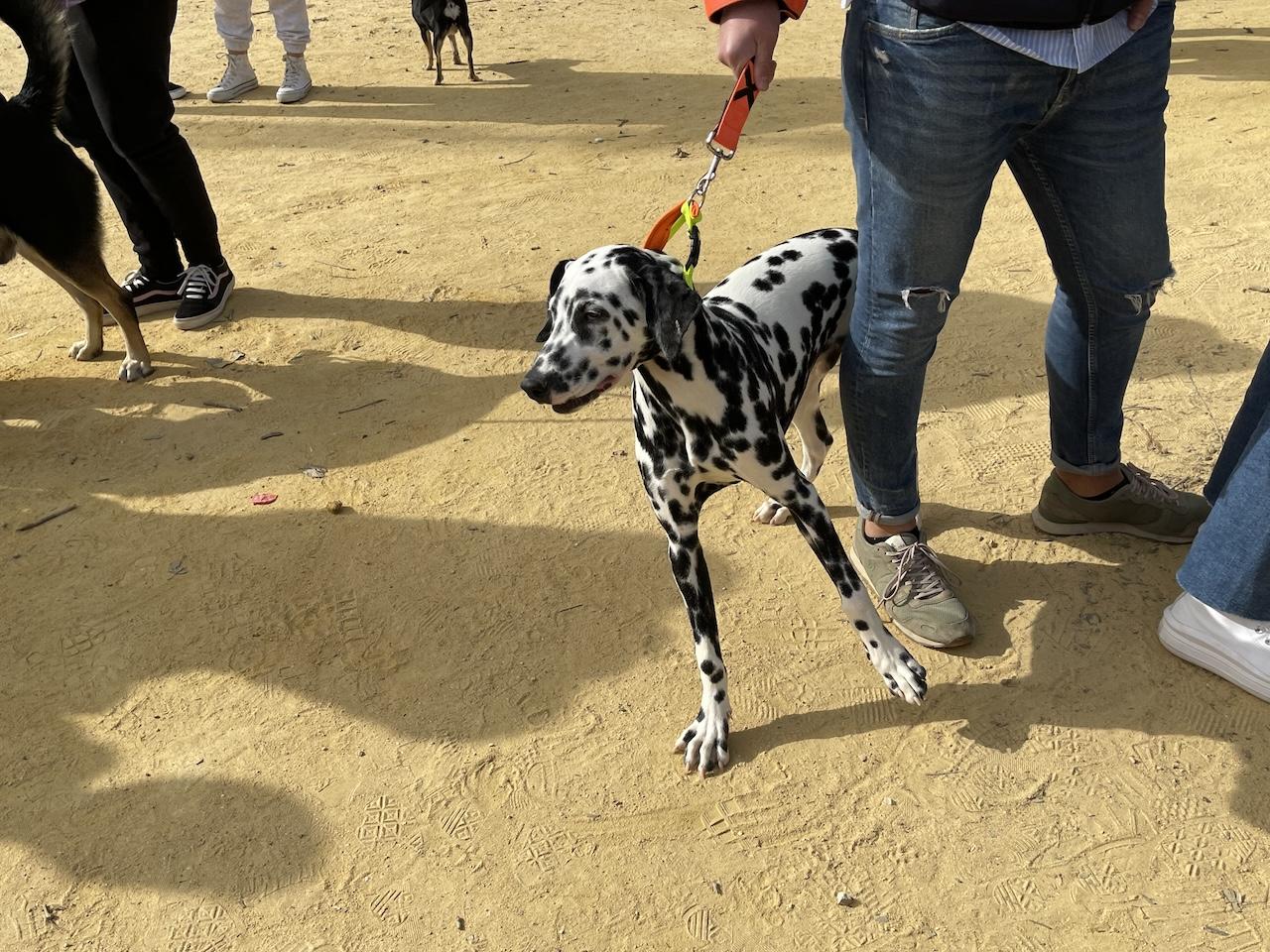 El Parque González Hontoria de Jerez reúne a multitud de personas con sus mascotas por la celebración de San Antón