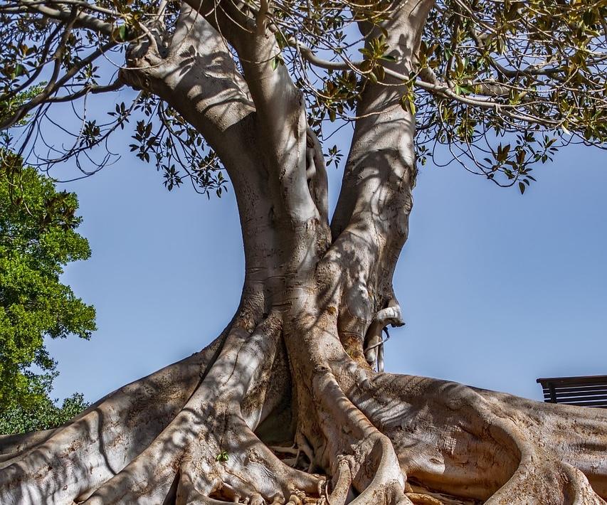 Jerez recupera la Fiesta del Árbol