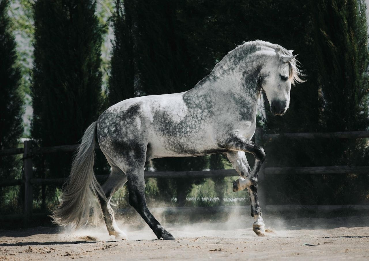 EXPASA Yeguada Cartuja se integra en el consorcio del nuevo Centro Nacional de Referencia en Bienestar Animal (CENARBA)