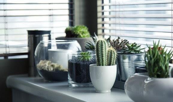 Beneficios de tener plantas en el interior de casa