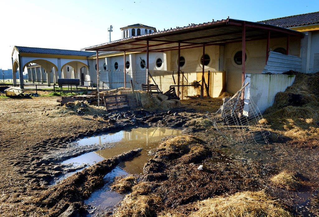 Las instalaciones hípicas de Chapín, en absoluto abandono