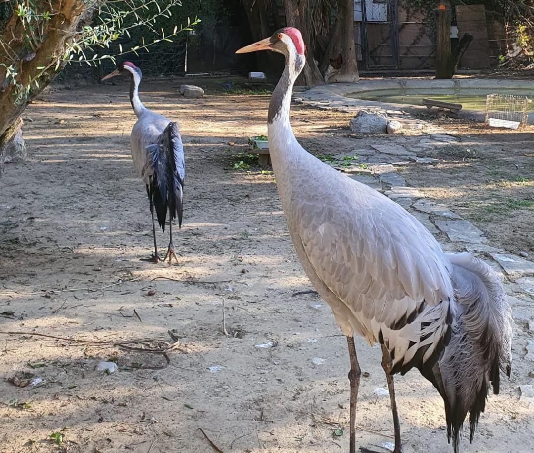 El Zoobotánico de Jerez recibe una pareja de grullas procedente del zoo holandés de Alphen