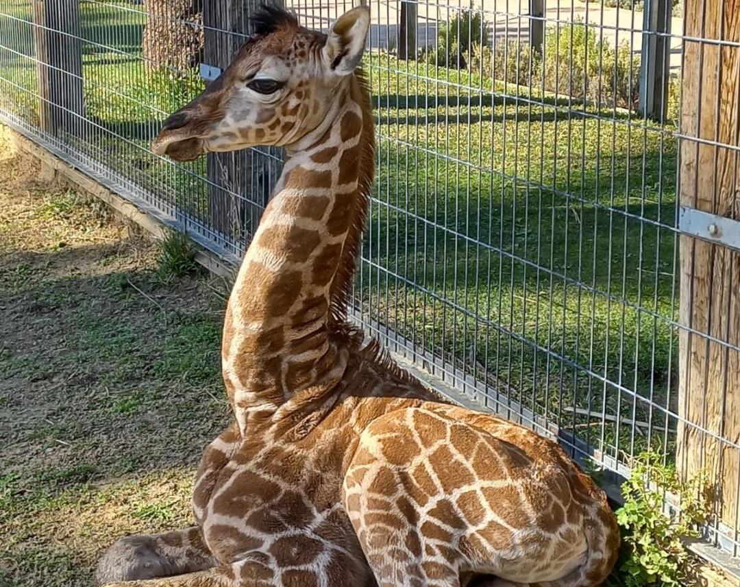 Nace una nueva cría de jirafa en el Zoo de Jerez