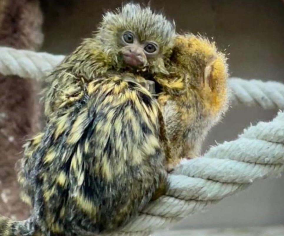 Nace una cría de tití pigmeo, el primate de menor tamaño que existe, en el Zoobotánico de Jerez