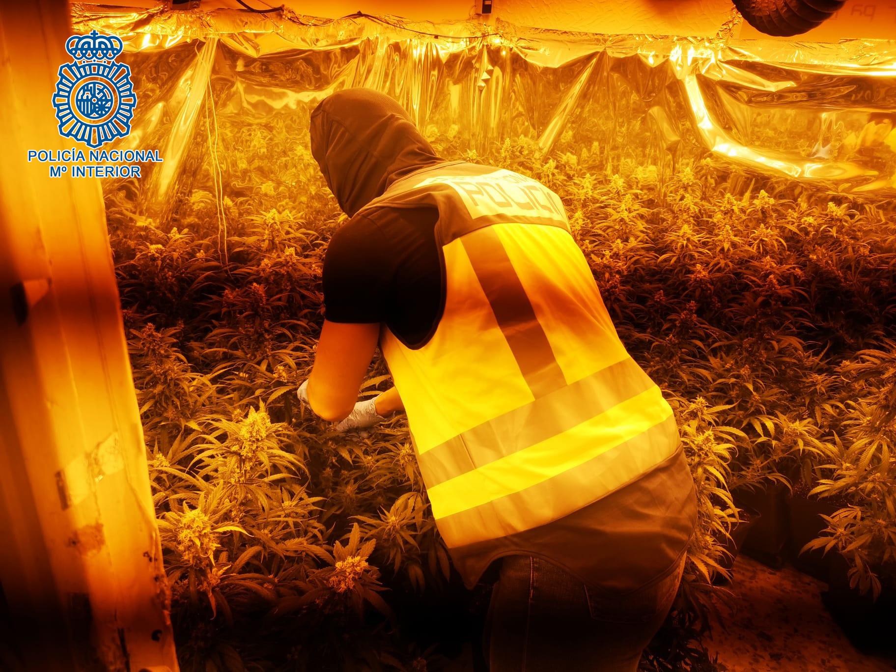La Policía Nacional desmantela en Jerez un cultivo indoor con 171 plantas de cannabis sativa